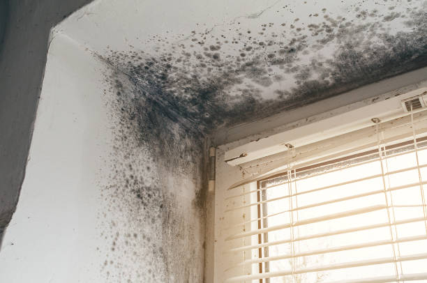 Affordable Basement Mold Removal solutions in Walloon Lake, MI