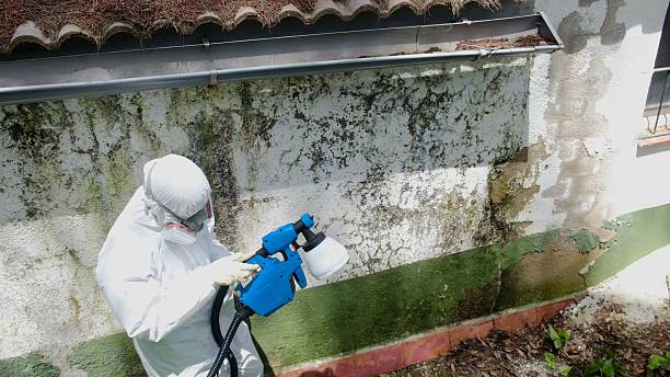 Trusted Commercial Mold Remediation service in Walloon Lake, MI - Cheap Mold Removal